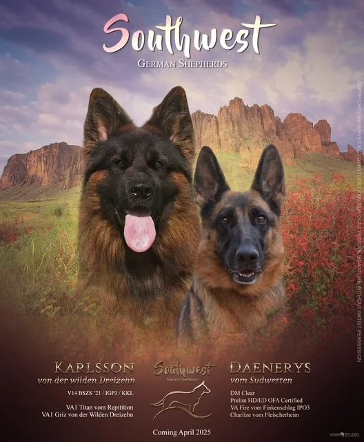 Southwest German Shepherds-Recent Litters
